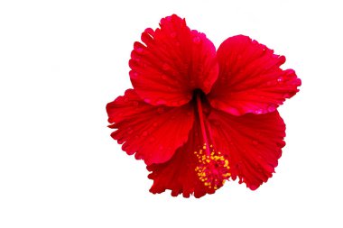 Beyaz arkaplanda Hibiscus çiçeği