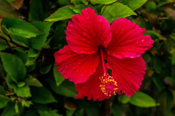 doğada Hibiscus çiçek