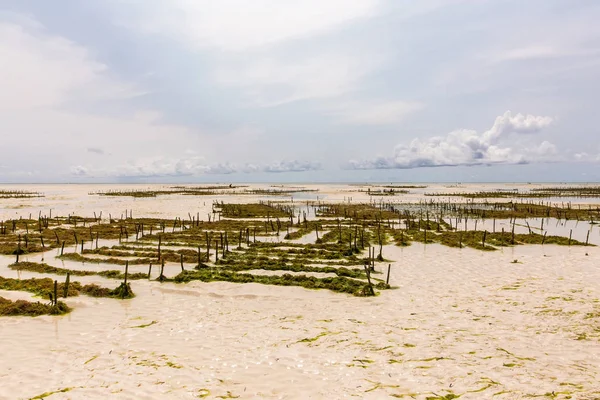 Perkebunan rumput laut di laut pada saat pasang surut di hari musim panas — Stok Foto