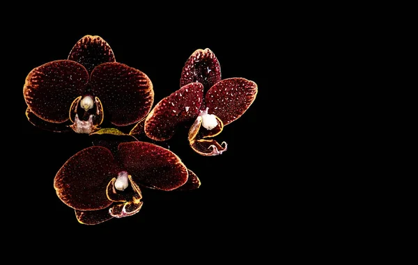 Trois orhids marron avec les gouttes d'eau sur eux — Photo