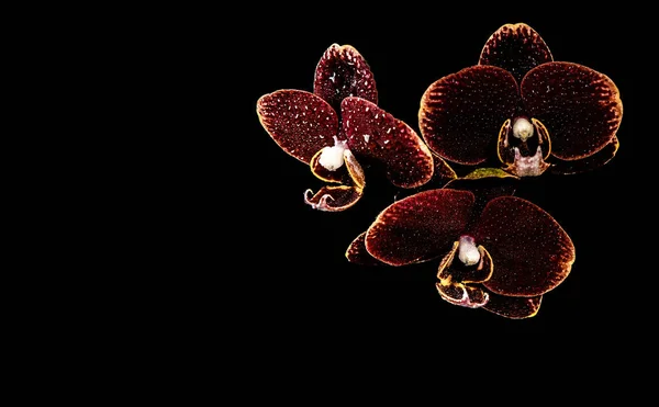 Drie kastanjebruine orchideeën op de zwarte achtergrond met waterdruppels op — Stockfoto