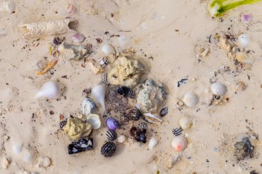 Okyanus plajının ıslak kumlarında deniz kabukları