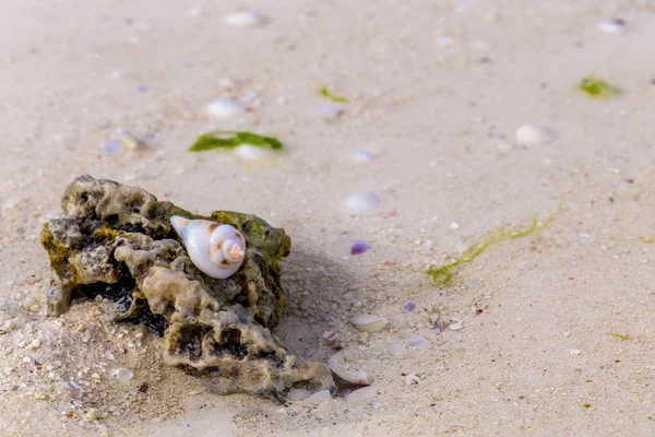 Schelpen op het natte zand van een oceaan strand met de dag licht — Stockfoto