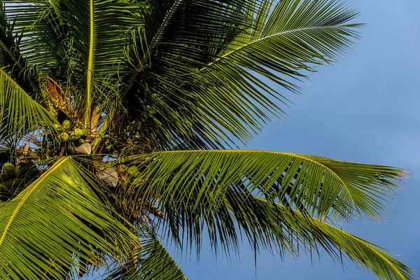 Coconut palm tree with unripe  coconuts