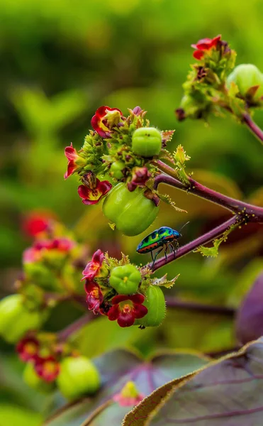 A small colorful bright bug on a tropical flower — Stock Photo, Image