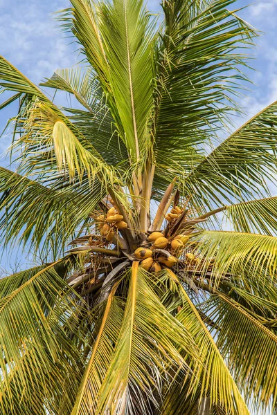 Palmera de coco con cocos inmaduros —  Fotos de Stock