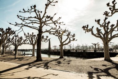 gölün kıyısında orijinal kesilmiş ağaçlar 