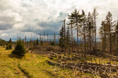 Eski kuru vahşi ve düşmüş ahşap ve bulutlu gökyüzü 