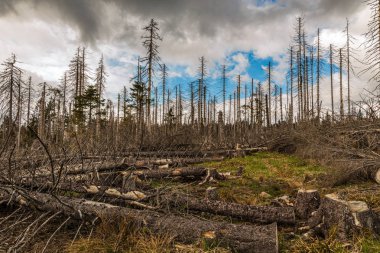 Eski kuru vahşi ve düşmüş ahşap ve bulutlu gökyüzü 