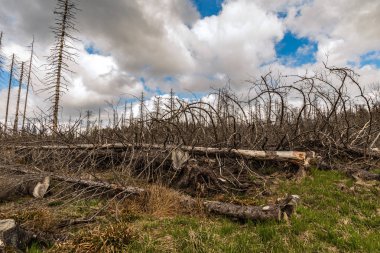 Eski kuru vahşi ve düşmüş ahşap ve bulutlu gökyüzü 