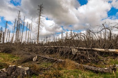 Eski kuru vahşi ve düşmüş ahşap ve bulutlu gökyüzü 