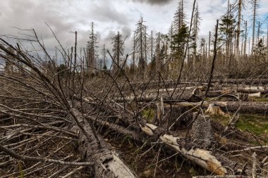 Eski kuru vahşi ve düşmüş ahşap ve bulutlu gökyüzü 