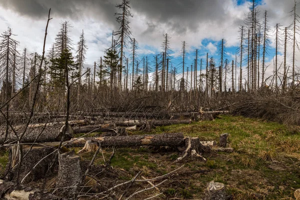 Vieja madera seca y silvestre y cielo nublado — Foto de Stock