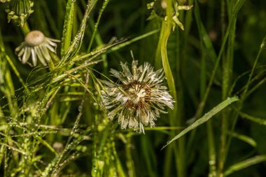 bir bahçede bir çim üzerinde gerçek çiğ damla 