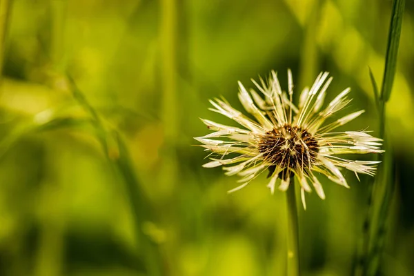 Dew drops on the seeds of dandelion — Stock Photo, Image