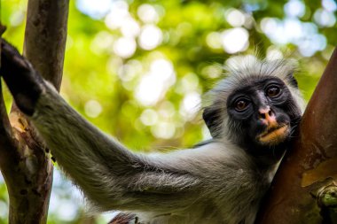 Afrika 'daki vahşi maymun