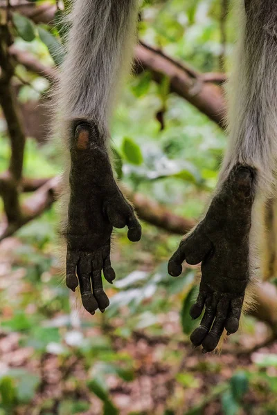 Macaco selvagem na selva na África — Fotografia de Stock