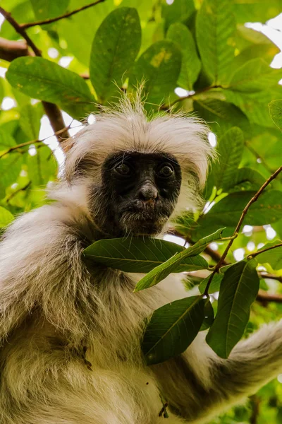 Singe sauvage dans la jungle en Afrique — Photo