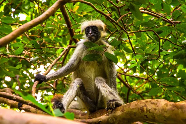Macaco selvagem na selva na África — Fotografia de Stock