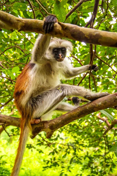 Macaco selvagem na selva na África — Fotografia de Stock