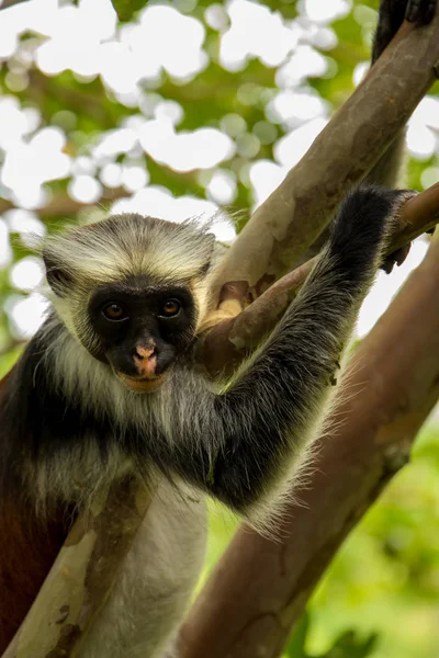 アフリカのジャングルで野生の猿が — ストック写真