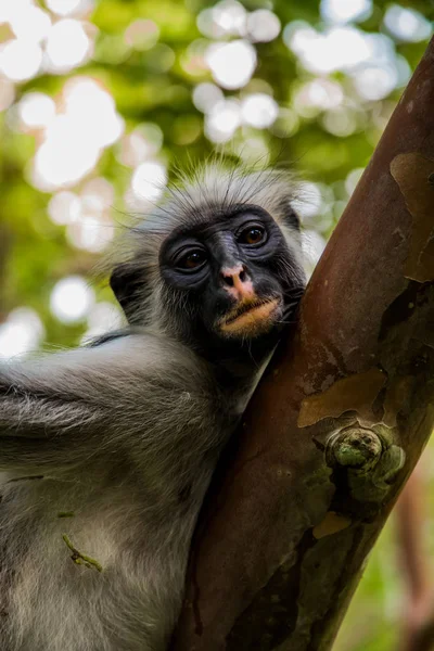 Dzika małpa w dżungli w Afryce — Zdjęcie stockowe