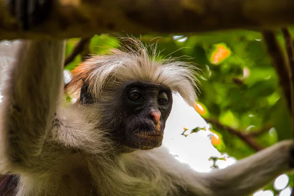 Macaco selvagem na selva na África — Fotografia de Stock