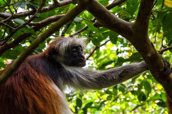 Macaco selvagem na selva na África — Fotografia de Stock