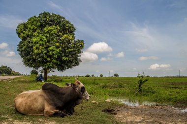 Bir vahşi Afrika bir tarlanın ortasında çamurda bir ağacın yanında yatıyor