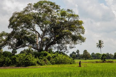 yeşil çim üzerinde öğlen büyük baobab yakın Afrika manzara arka plan üzerinde uzun bir eşarp tanınmaz kadın silueti