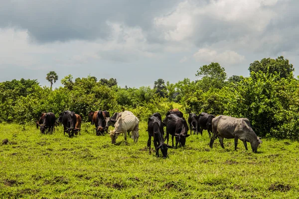 Manada Vacas Afican Pie Hierba Cerca Los Arbustos Altos Día — Foto de Stock