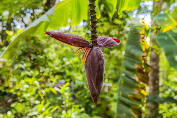 Flor Banana Close Cloce Uma Palmeira Banana África Tarde Verão — Fotografia de Stock