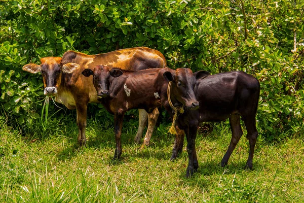 Tres Vacas Afican Pie Hierba Cerca Los Arbustos Altos Día — Foto de Stock