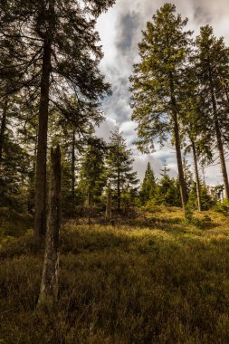 Güneşli bir günde, kozalaklı bir ormanda kurumuş ve kesilmiş ağaçlar ve bulutlu bir gökyüzü.