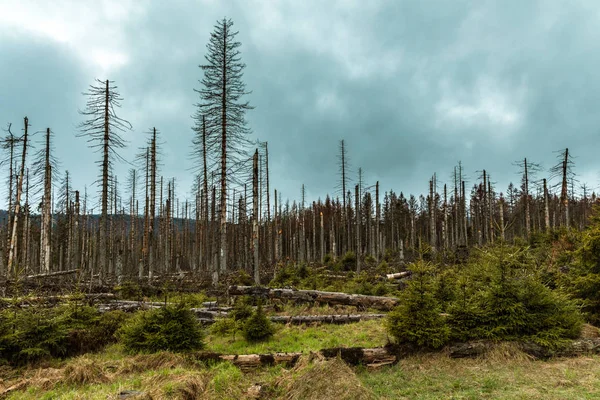 Güneşli Bir Günde Kozalaklı Bir Ormanda Kurumuş Kesilmiş Ağaçlar Bulutlu — Stok fotoğraf