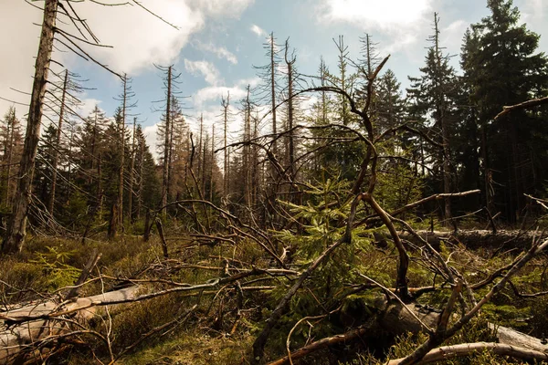 Güneşli Bir Günde Kozalaklı Bir Ormanda Kurumuş Kesilmiş Ağaçlar Bulutlu — Stok fotoğraf