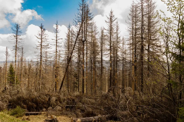 Árboles Secos Talados Bosque Coníferas Principios Primavera Día Soleado Cielo — Foto de Stock