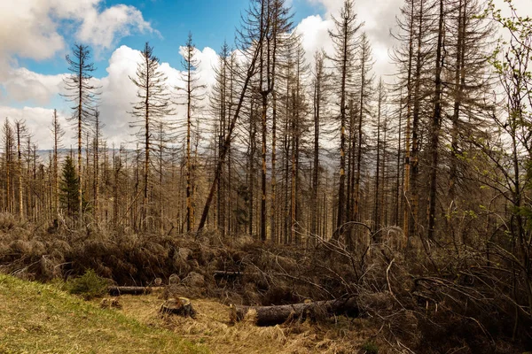 Dried Felled Trees Coniferous Forest Early Spring Sunny Day Cloudy — Stock Photo, Image