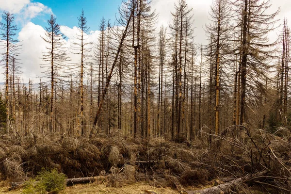 Árboles Secos Talados Bosque Coníferas Principios Primavera Día Soleado Cielo — Foto de Stock