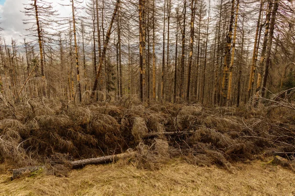 Árvores Secas Derrubadas Uma Floresta Coníferas Início Primavera Dia Ensolarado — Fotografia de Stock