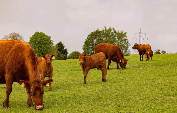 Liten Hed Bruna Kor Och Kalvar Betar Geen Äng Nära — Stockfoto