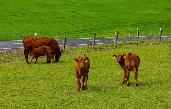 a little hed of brown cows and calves graze in a geen meadow near the farm in a sunny day