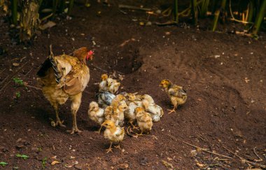 civciv ile tavuk yiyecek yakın ve bulanıkbulur , Bebek tavuk anne yakın kalmak , tavuk yavruları beslemek