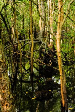 yeşil yaprakları ve tatlı su yaz güneşli gün büyüyen uzun kökleri ile mangrov ağaçları 