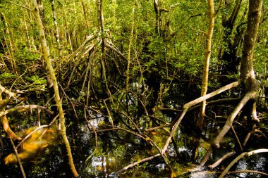 yeşil yaprakları ve tatlı su yaz güneşli gün büyüyen uzun kökleri ile mangrov ağaçları 