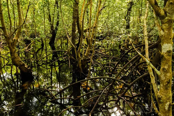 Ponte Madeira Floresta Manguezais Que Estende Dia Verão Ensolarado Ponte — Fotografia de Stock