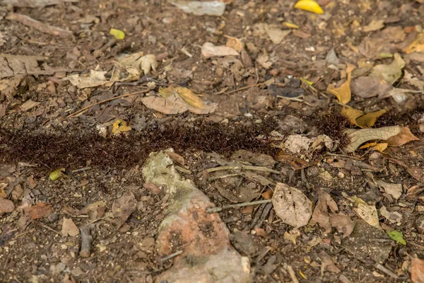 Mieren lopen en vervoeren goederen bij de Anthill op een klein pad ze gemaakt in rode en groene bladeren op de grond — Stockfoto