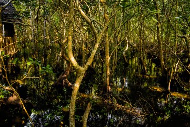 Yeşil yapraklı mangrov ağaçları ve tatlı suda büyüyen uzun kökler yaz güneşli Zanzibar, Tanzanya 'da