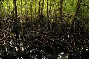 Yeşil yapraklı mangrov ağaçları ve tatlı suda büyüyen uzun kökler yaz güneşli Zanzibar, Tanzanya 'da