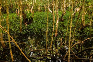 Yeşil yapraklı mangrov ağaçları ve tatlı suda büyüyen uzun kökler yaz güneşli Zanzibar, Tanzanya 'da